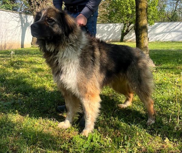 PRUGNA CAGNOLONA STUPENDA Foto 6